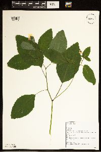 Impatiens pallida image