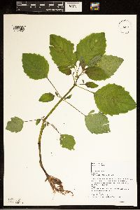 Impatiens pallida image