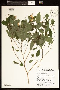 Impatiens capensis image