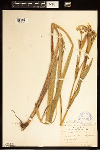 Iris pseudacorus image