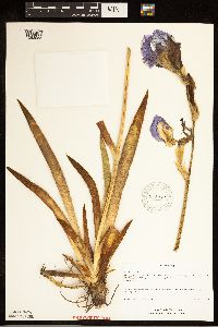 Iris pallida image