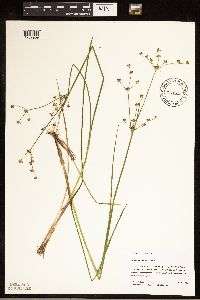 thumbnail image of current specimen