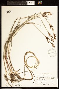 Juncus brevicaudatus image