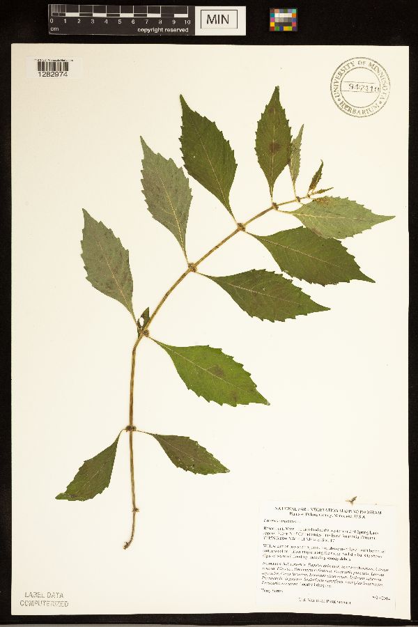 Lycopus virginicus image