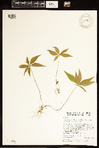 Lysimachia borealis image