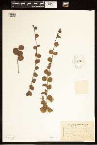 Lysimachia nummularia image