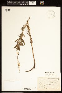 Lysimachia terrestris image