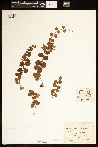 Lysimachia nummularia image