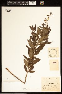 Lysimachia terrestris image