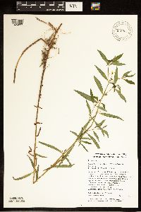Lysimachia terrestris image