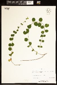 Lysimachia nummularia image