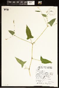 Media resource of Persicaria arifolia