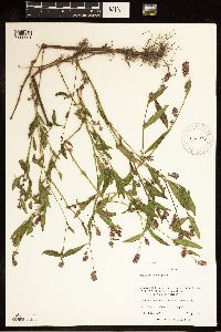 Persicaria maculosa image