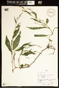 Persicaria punctata image