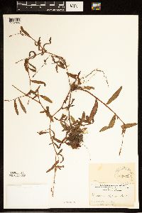 Image Associated With the Occurrence