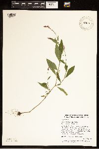 Persicaria longiseta image