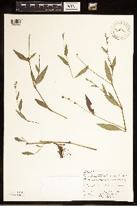 Persicaria punctata image