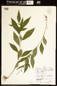 Media resource of Persicaria longiseta