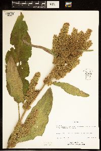 Rumex longifolius image