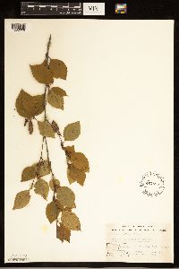 Betula x sandbergii image