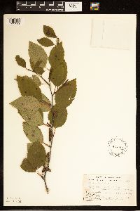 Betula x sandbergii image