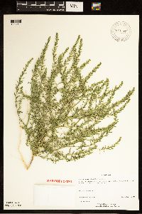 Corispermum americanum var. americanum image