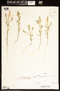 Corispermum villosum image