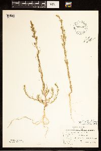 Salsola collina image
