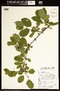 Rhamnus cathartica image