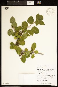 Rhamnus cathartica image