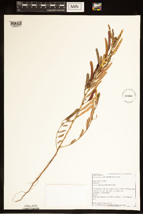 Chamaecrista fasciculata image