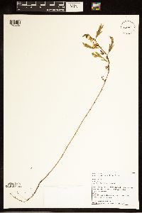 Chamaecrista fasciculata image