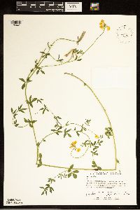 Lotus corniculatus image
