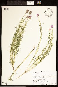 Dalea purpurea image