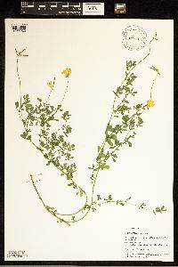 Lotus corniculatus image