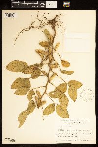Image of Glycine max