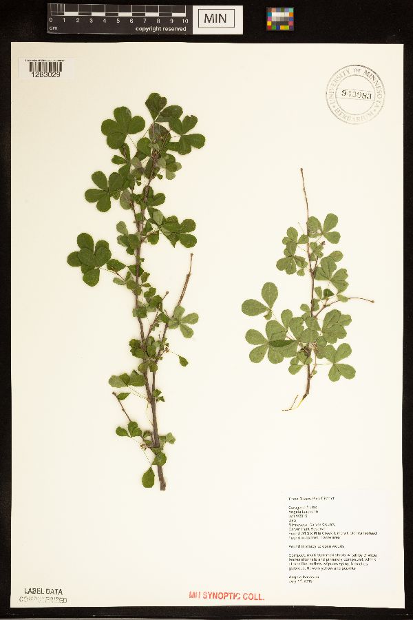 Caragana frutex image