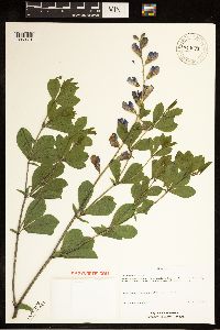 Baptisia australis image