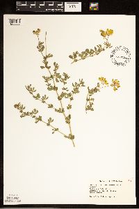 Lotus corniculatus image