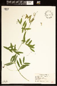 thumbnail image of current specimen