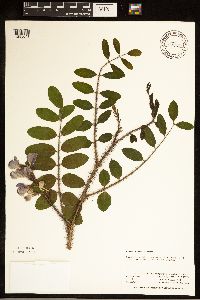 Robinia hispida image