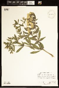 Baptisia leucophaea image