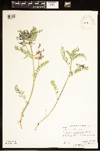 Astragalus crassicarpus image