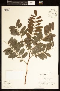 Robinia pseudoacacia image