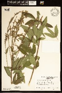 Desmodium canadense image