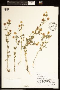 Trifolium aureum image