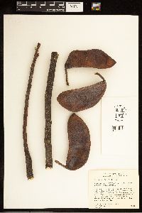 Gymnocladus dioicus image