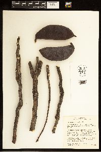 Gymnocladus dioicus image