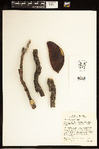 Gymnocladus dioicus image