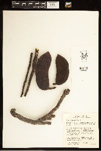 Gymnocladus dioicus image